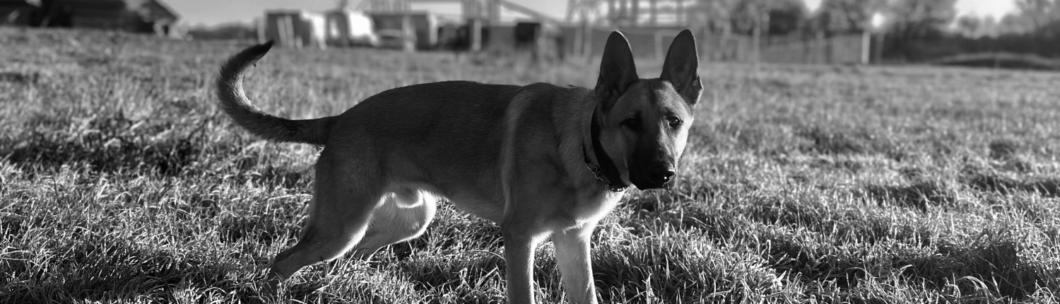 IMG_5630 webbs k9 security services