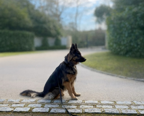 High Net worth & Private Security