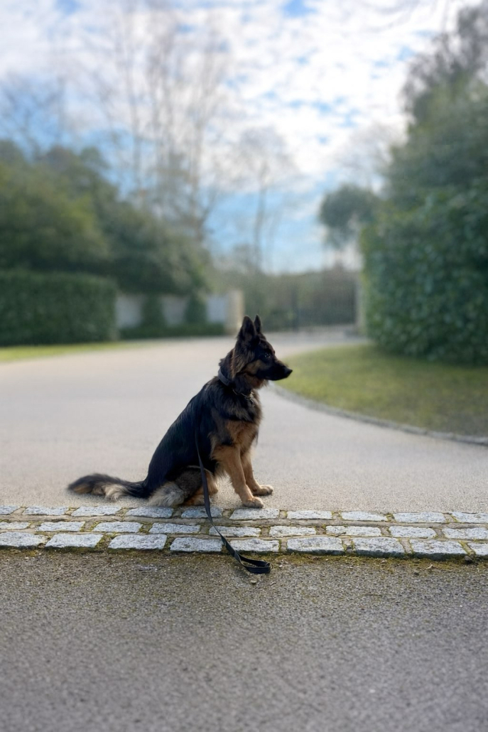 Mia - Webbs K9 Security HNW estate